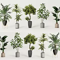 Various Potted Plants With Green Leaves And Different Colored Pots On Stands