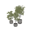 Lush Green Bonsai Trees in Gray Cylindrical Pots with Curved Trunks