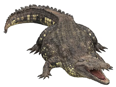 Reptile Crocodile with Open Mouth Scaly Skin and Detailed Body Structure on White Background 3d model