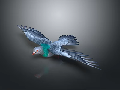 Flying Pigeon With Spread Wings And Green Feathered Neck On Gray Background With Reflection 3d model