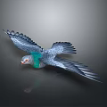 Flying Pigeon With Spread Wings And Green Feathered Neck On Gray Background With Reflection