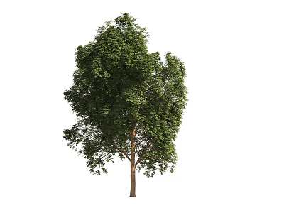 Modern realistic trees 3d model
