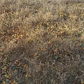 modern autumn deciduous dry grass 3d model