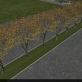 Deciduous Trees In Row With Yellow Leaves Along Grass And Paved Road