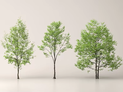 Three Green Leafy Arbor Trees With Straight Trunks For Landscape Design 3d model
