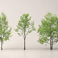 Three Green Leafy Arbor Trees With Straight Trunks For Landscape Design