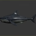 Detailed Blue Shark With Red Markings On Body Against Gray Background
