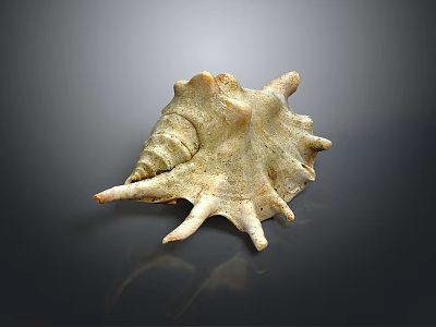 Elegant Natural Seashell Decorative Ornament For Home Tabletop Decor Piece 3d model