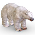 Modern polar bear cartoon polar bear 3d model