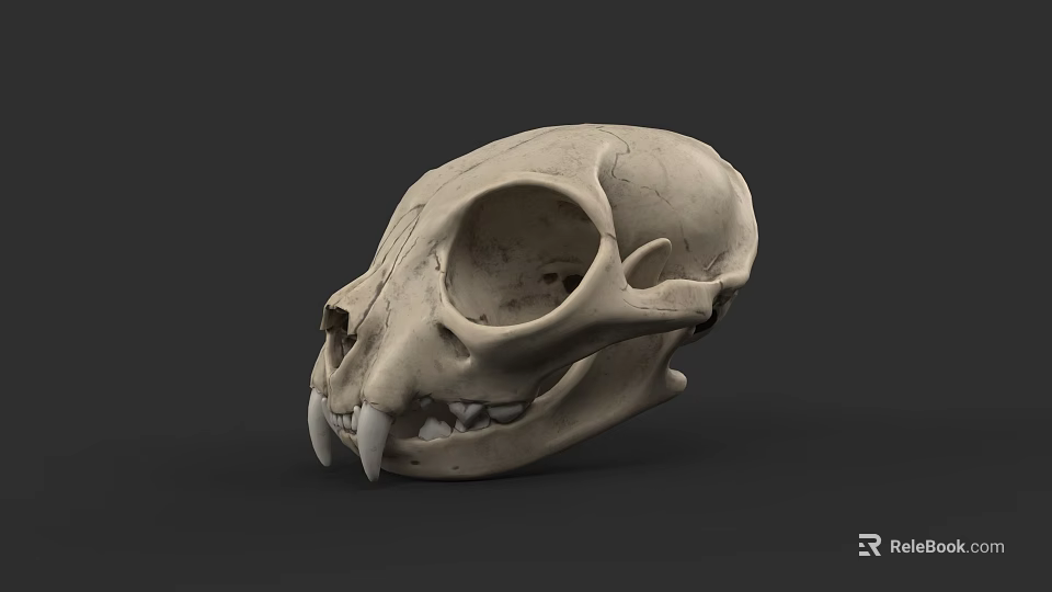 Detailed Feline Animal Skull With Sharp Canine Teeth On Dark Background 3d model 