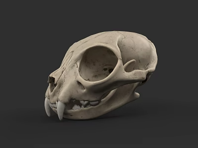 Detailed Feline Animal Skull With Sharp Canine Teeth On Dark Background 3d model