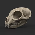 Detailed Feline Animal Skull With Sharp Canine Teeth On Dark Background