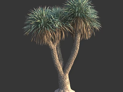 Twin Trunk Tree with Lush Green Feathery Leaves and Natural Growth 3d model