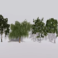 Different Types of Arbor Trees Including Weeping Willow and Birch Varieties