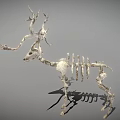 Deer Skeleton With Large Antlers And Detailed Skeletal Structure On Gray Background 3d model