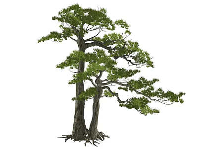 Tall Arbor Featuring Dual Thick Trunks And Lush Green Foliage With Intertwined Roots 3d model