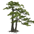 Tall Arbor Featuring Dual Thick Trunks And Lush Green Foliage With Intertwined Roots