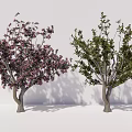 Outdoor Ornamental Arbor Trees With Pink Blossoms And Lush Green Foliage For Landscaping