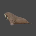 Realistic 3D Walrus Model With Long Tusks And Thick Whiskers On Black Background