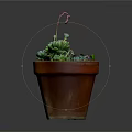 Succulent Plant in Terracotta Pot with Green Leaves and Pink Flower Stem