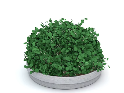 Lush Green Leafy Plant In Round Light Gray Pot With Dense Small Leaves 3d model