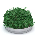 Lush Green Leafy Plant In Round Light Gray Pot With Dense Small Leaves