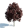 Crimson Leaf Arbor With Lush Dense Foliage And Slender Trunk In Garden
