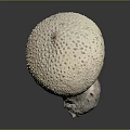 White Mushroom With Bumpy Surface And Gray Stem On Dark Background 3d model