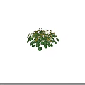 Vibrant Yellow Flowers With Lush Green Leaves In Natural Blooming Plant Cluster