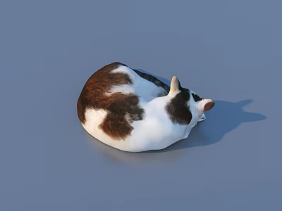 Adorable Brown And White Cat Curled Up Peacefully On Blue Background 3d model