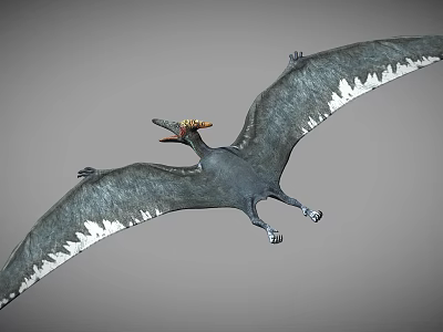 Flying animal pterosaur with gray wings white edges and open mouth in flight 3d model