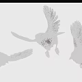 Three Red Feathered Flying Birds In Various Flight Poses Against White Background
