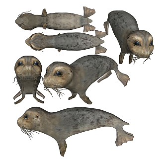 modern seal harbor seal 3d model