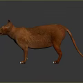3D Model of Realistic Brown Hairless Sphynx Cat Standing On Dark Background