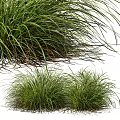 Lush Ornamental Clumping Grass With Slender Green Leaves In Multiple Clusters