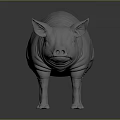 White Standing Pig 3D Model with Detailed Ears on Dark Reflective Surface 3d model