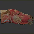 Medical Device Anatomical Head Model With Detailed Muscle And Vessel Structures For Educational Teaching