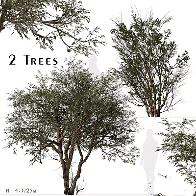 Two Trees Garden Ornament with Lush Foliage and Natural Branch Design 3d model