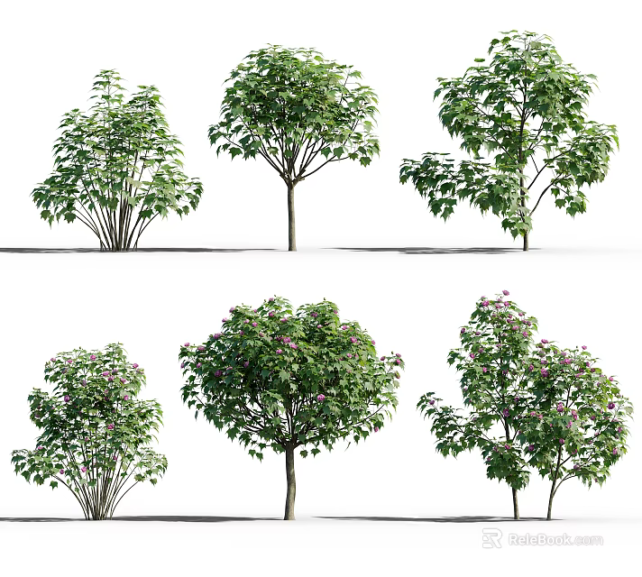 Different Types of Arbor Trees With Lush Foliage and Varied Canopy Shapes 3d model 