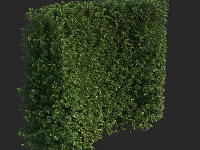 Square Shaped Green Shrub With Lush Dense Foliage For Garden Landscaping 3d model