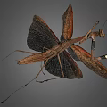 Detailed Brown Mantis with Spread Wings and Slender Legs on Gray Background
