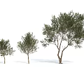 Three Different Sizes Arbor Trees With Green Leaves And Brown Trunks