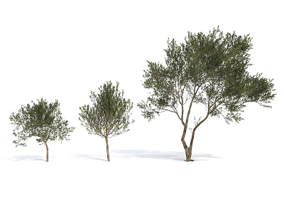Three Different Sizes Arbor Trees With Green Leaves And Brown Trunks 3d model