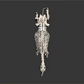 Medical Device Horse Skeleton Model with Detailed Anatomical Structure for Veterinary Education