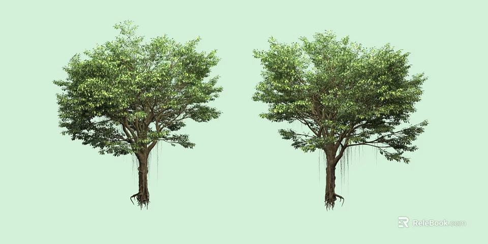 Two Lush Arbor Trees with Dense Green Leaves and Hanging Roots 3d model 