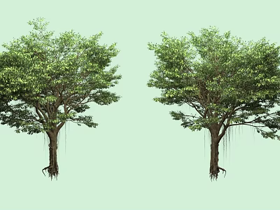 Two Lush Arbor Trees with Dense Green Leaves and Hanging Roots 3d model