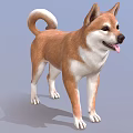 Shiba Inu Standing With Brown White Fur Curled Tail And Tongue Out On Blue Background