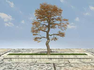 Curved Trunk Arbor with Orange Leaves in Stone Planter on Stone Pavement Under Blue Sky 3d model