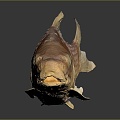 Catfish Carp Sturgeon Bass Freshwater Fish Various Carp Grass Carp Crucian Carp 3d model