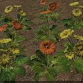 Yellow And Orange Gerbera Flowers With Green Leaves Growing In Garden Soil